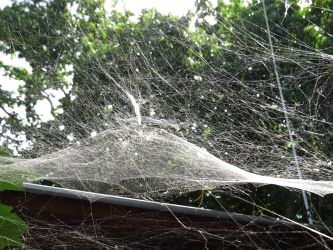 Spinnennetz-spider